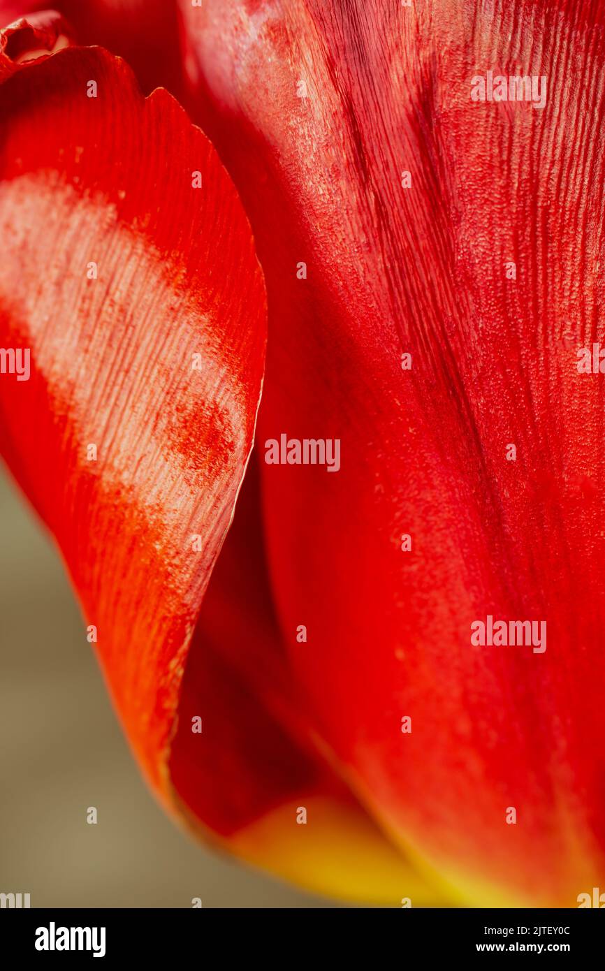 Tulpenblüten in Nahaufnahme, die den Glanz auf der Oberfläche zeigen Stockfoto