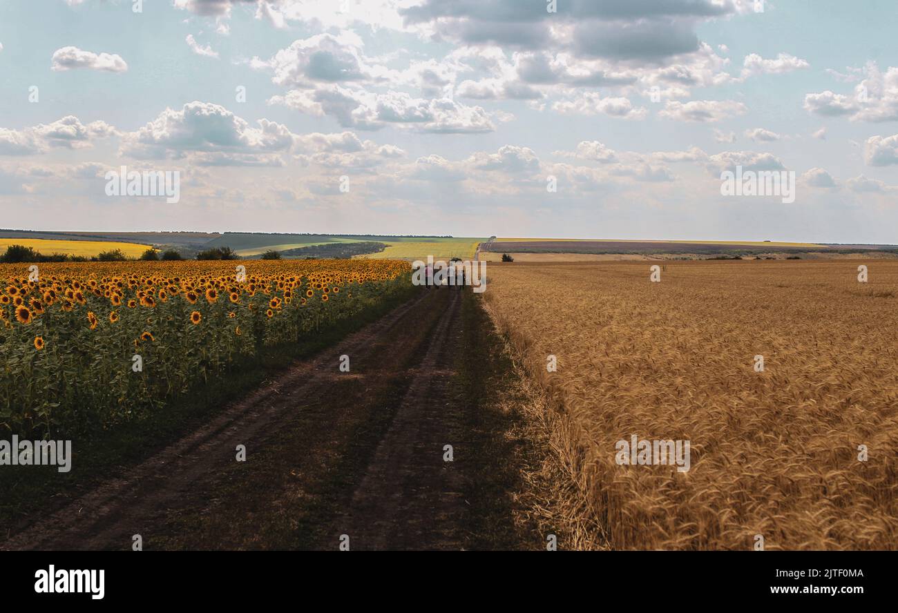 Gerade Straße zwischen Weizenfeldern und Sonnenblumen im Süden der Ukraine. Stockfoto