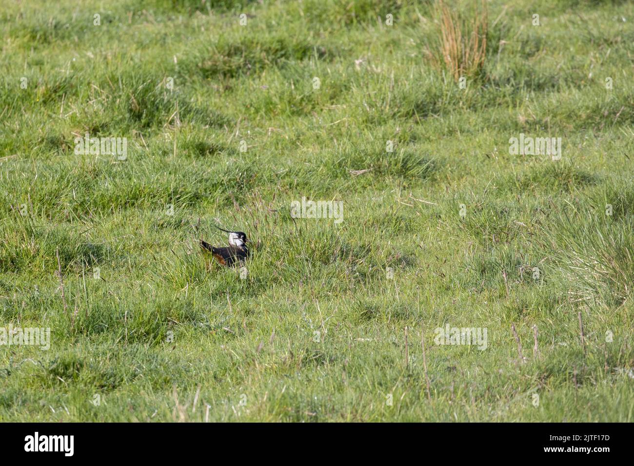Nördlicher Kiebitz, Vanellus vanellus, sitzend auf einem Nest in freiliegendem, offenen Grasland, sieht verletzlich aus, North Yorkshire, England, britische Tierwelt Stockfoto