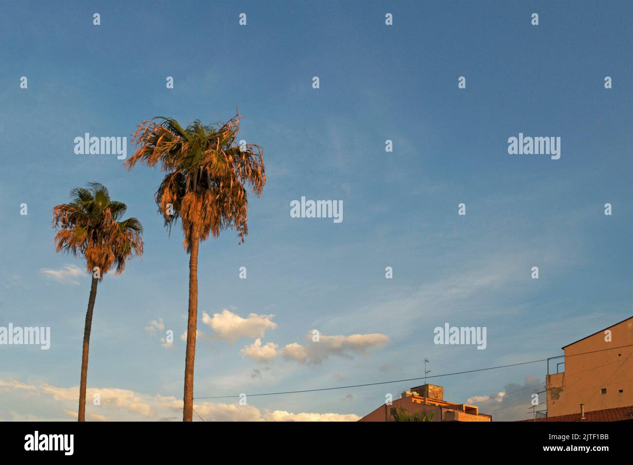 Städtische Palmen in der Dämmerung Stockfoto