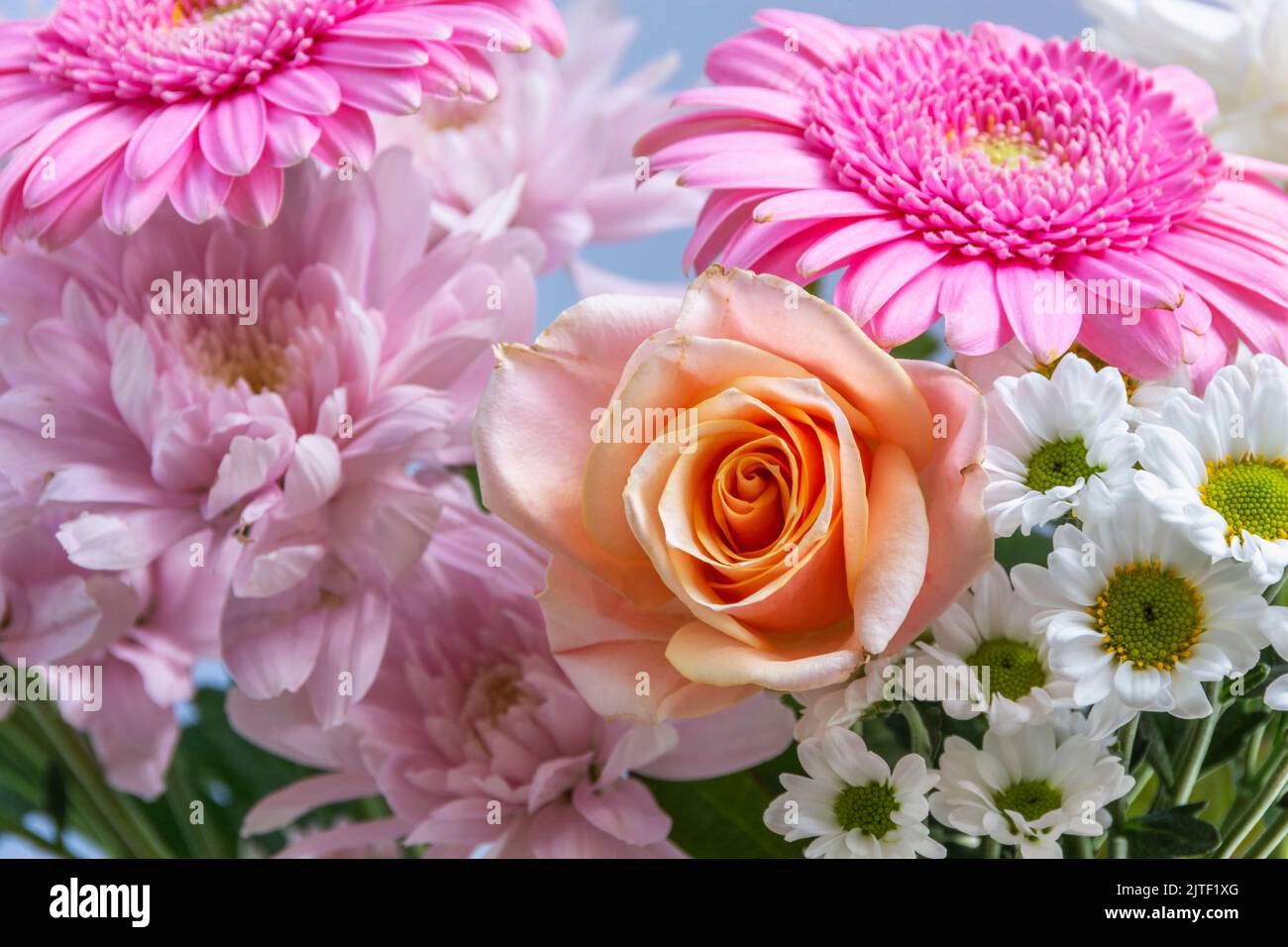 Eine einzelne Aprikosenrose in einem Blumenstrauß, der rosa Astern und Gerbera-Blüten enthält. Die Blumen sind verblassend, aber immer noch schön Stockfoto