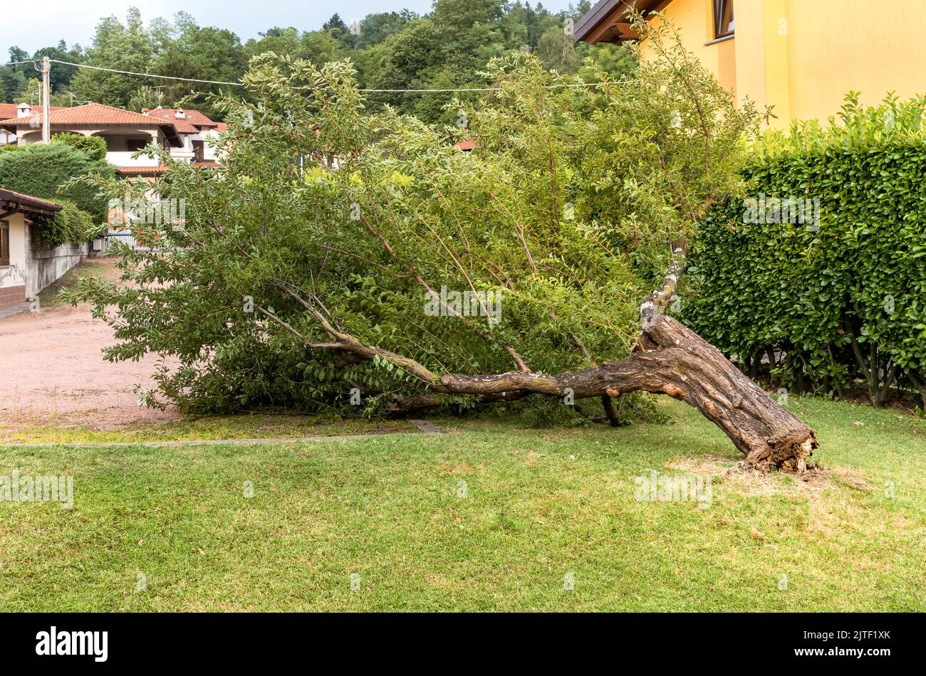 Pflaumenbaum nach dem Sturm im Garten gefallen Stockfoto