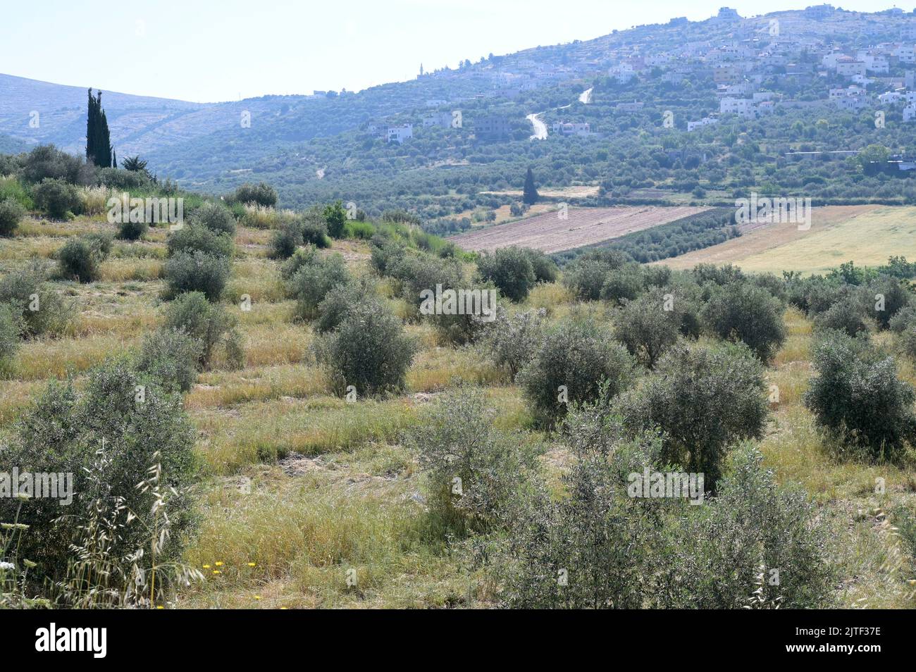 PALÄSTINA, Jenin, Dorf Anza, Olivenanbau / PALÄSTINA, Jenin, Oliven Anbau Stockfoto