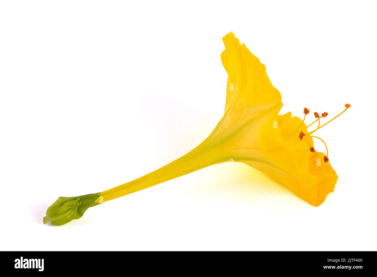 Gelbe vier-Uhr-Blume isoliert auf weißem Hintergrund Stockfoto