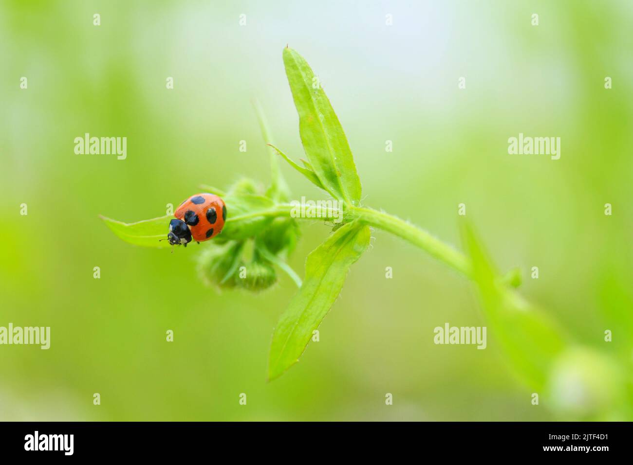 Nahaufnahme eines schönen Marienkäfer in grünem Hintergrund Stockfoto