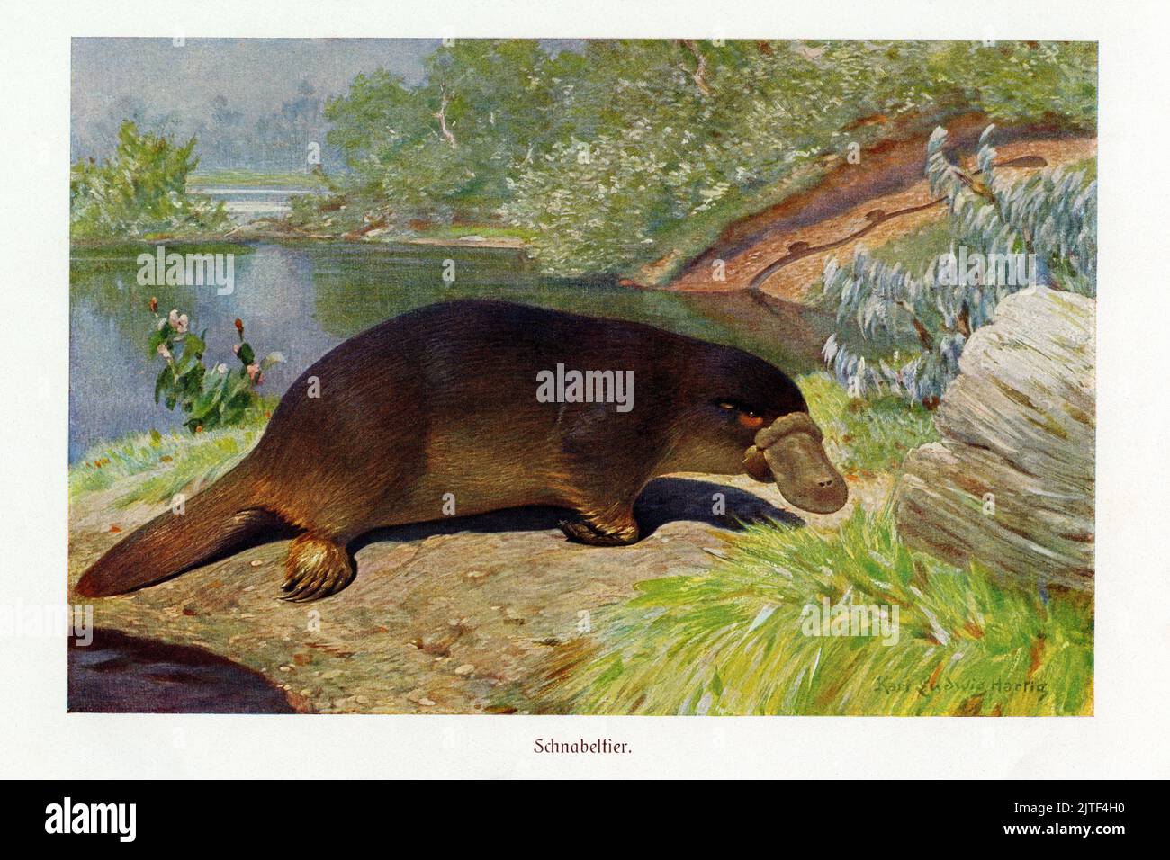 Die Platypus: Bizarres australisches eilegebautes Säugetier mit Biberschwanz, otterähnlichen flachen Füßen und einem Entenschnabel, dargestellt in einem seltenen deutschen Chromolithographen-Druck von Anfang 1900s eines Gemäldes des Wildtierkünstlers Karl Ludwig Hartig (1879-1947). Exklusiver hochauflösender Scan der Originalplatte zur Darstellung der (1911-18) Ausgabe 4. von Brehms Tierleben. Stockfoto