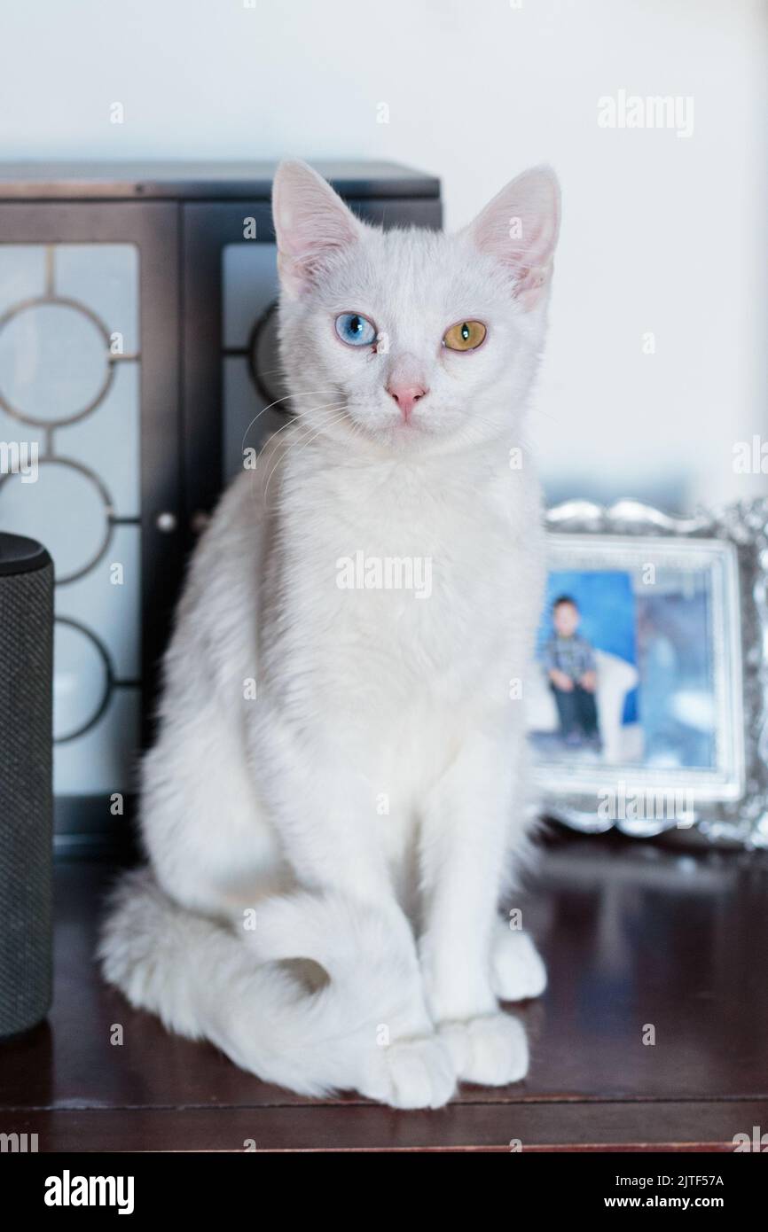 Weiße Katze mit verschiedenfarbigen Augen auf einem Schreibtisch. Stockfoto