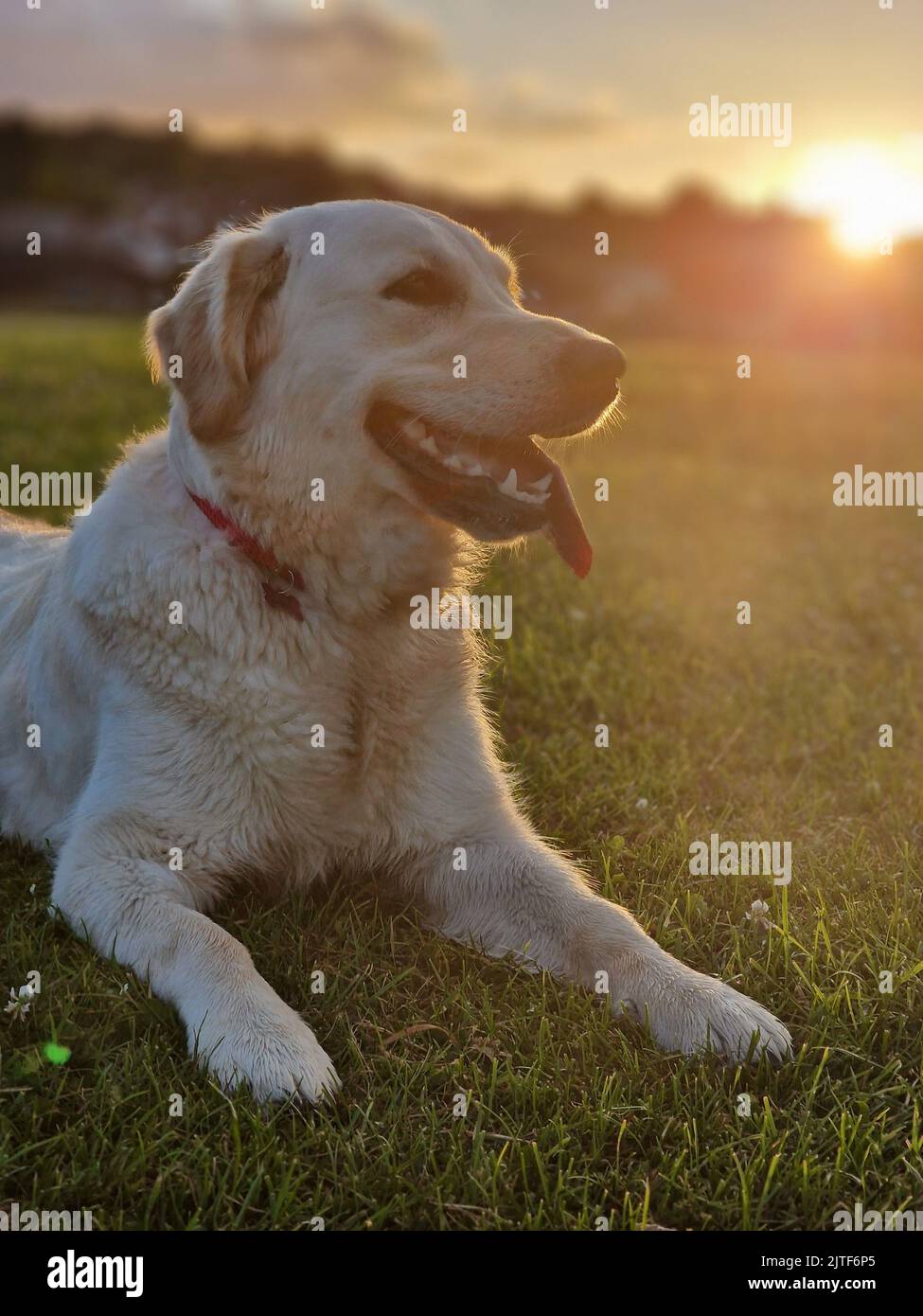 Juveniler Goldener Retriever auf einem Feld bei Sonnenuntergang Stockfoto