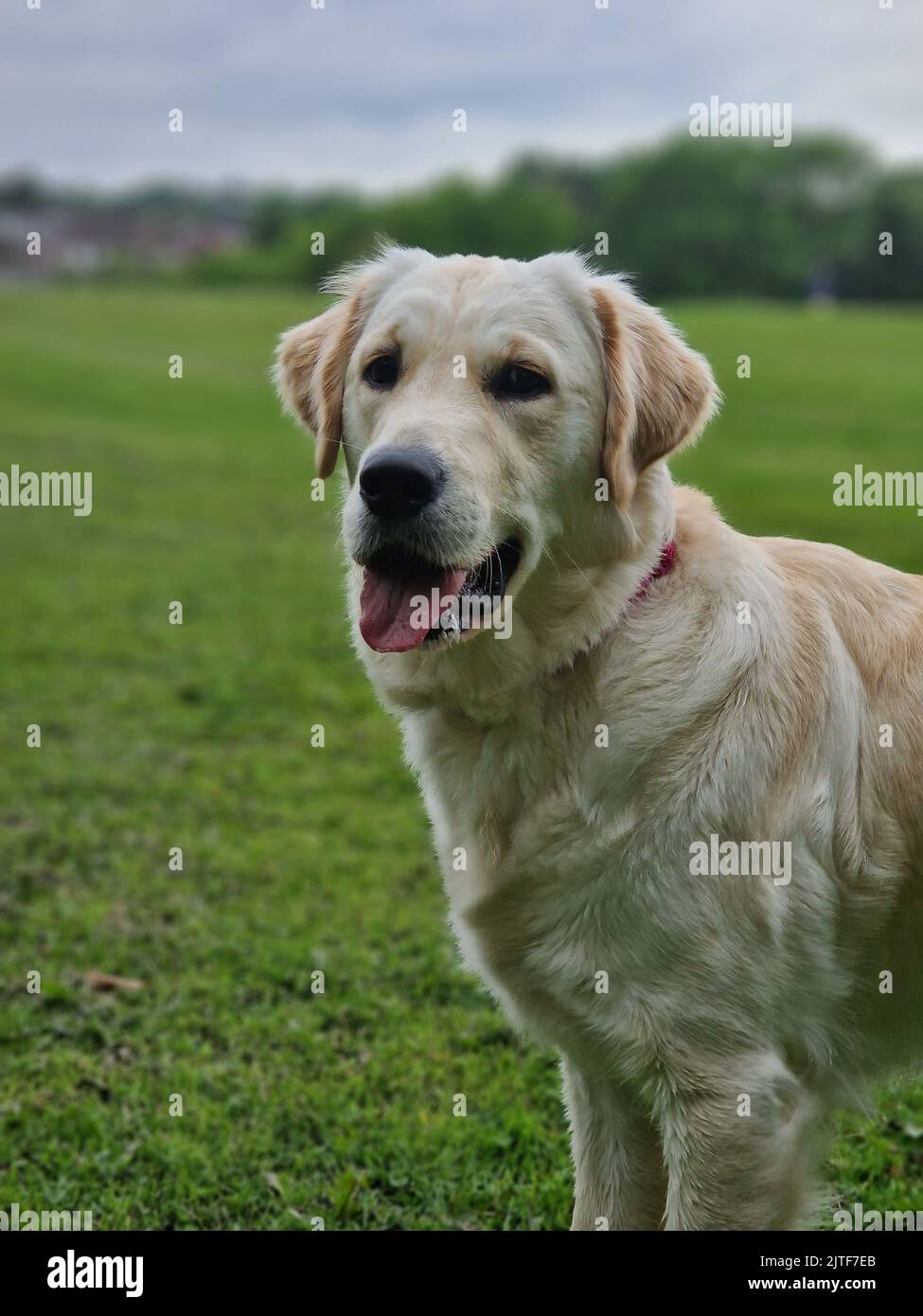 Jugendlicher Goldener Retriever Stockfoto