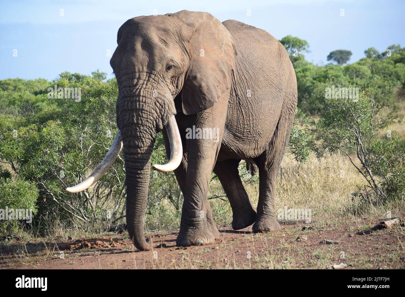 Elefant Stockfoto