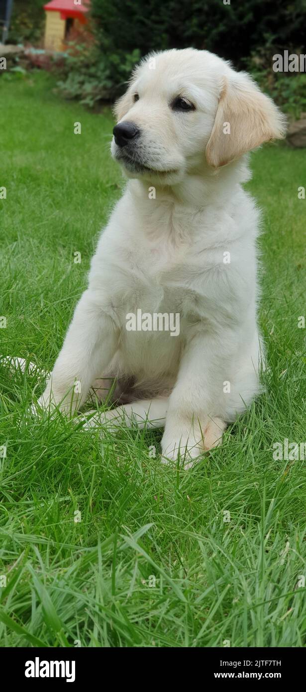 Golden Retriever Puppy spielt auf dem Gras Stockfoto