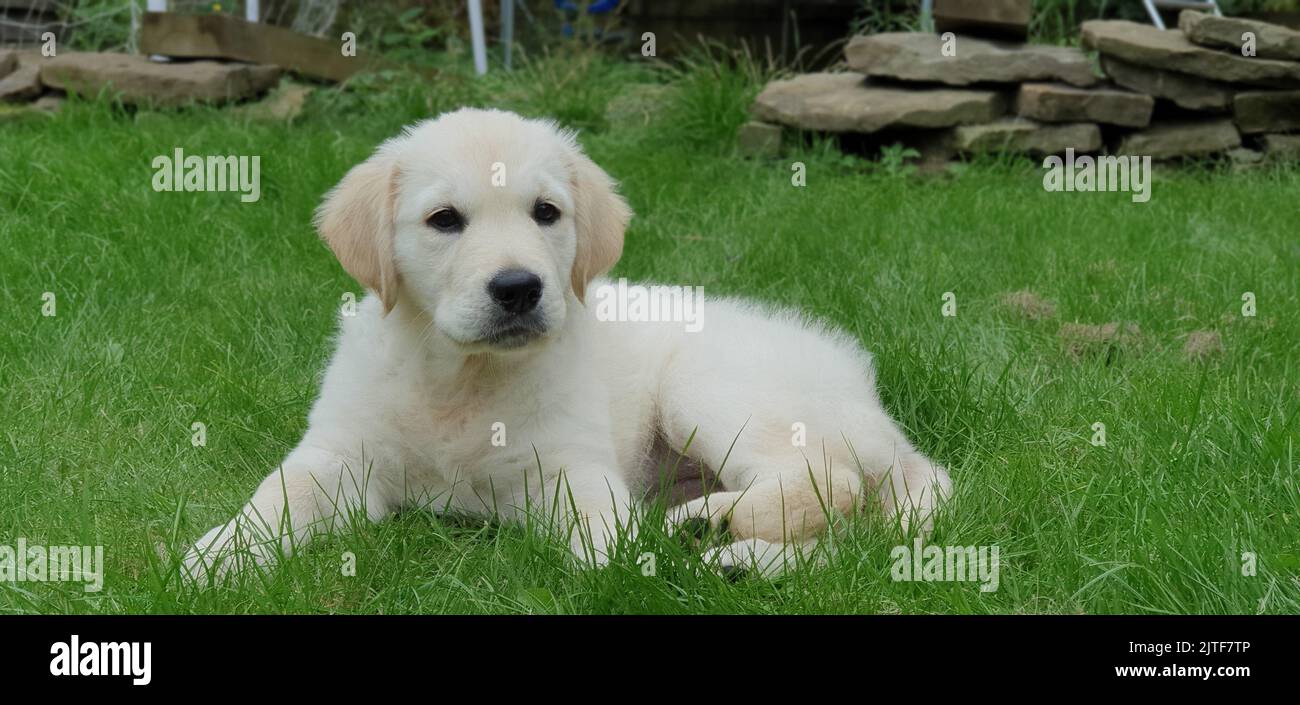 Golden Retriever Puppy spielt auf dem Gras Stockfoto