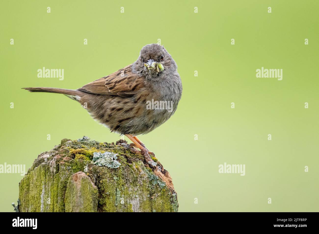 Dunnock (Prunella modularis) mit Raupen und Insekten im Schnabel, die auf einem Zaun thront und bereit ist, jungen Tieren aus Großbritannien Nahrung zu geben Stockfoto