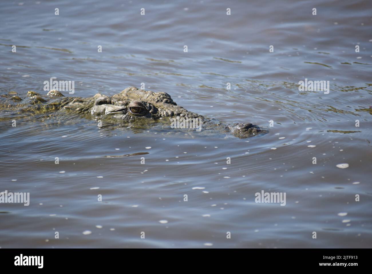 Krokodilkräuseln, während sich im Damm ein wulstäugiger Monster befindet, dessen Hautstruktur deutlich sichtbar ist. Stockfoto