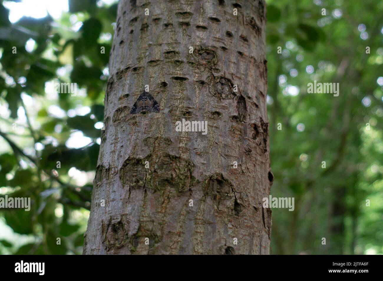 Gewöhnlicher Marmorteppichmotte, Chloroclysta trunkata, gut getarnt, ruht auf einem Baumstamm in den Wäldern, britische Tierwelt Stockfoto