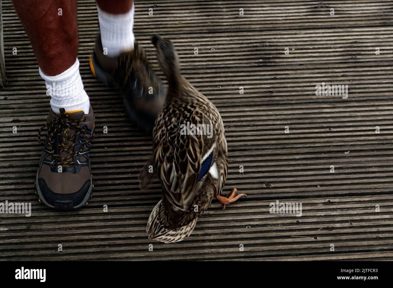 Freundliche/hungrige Ente greift einem Mann die Füße im Cardiff Bay Wetland Nature Reserve an. Cardiff Bay 2022 Stockfoto
