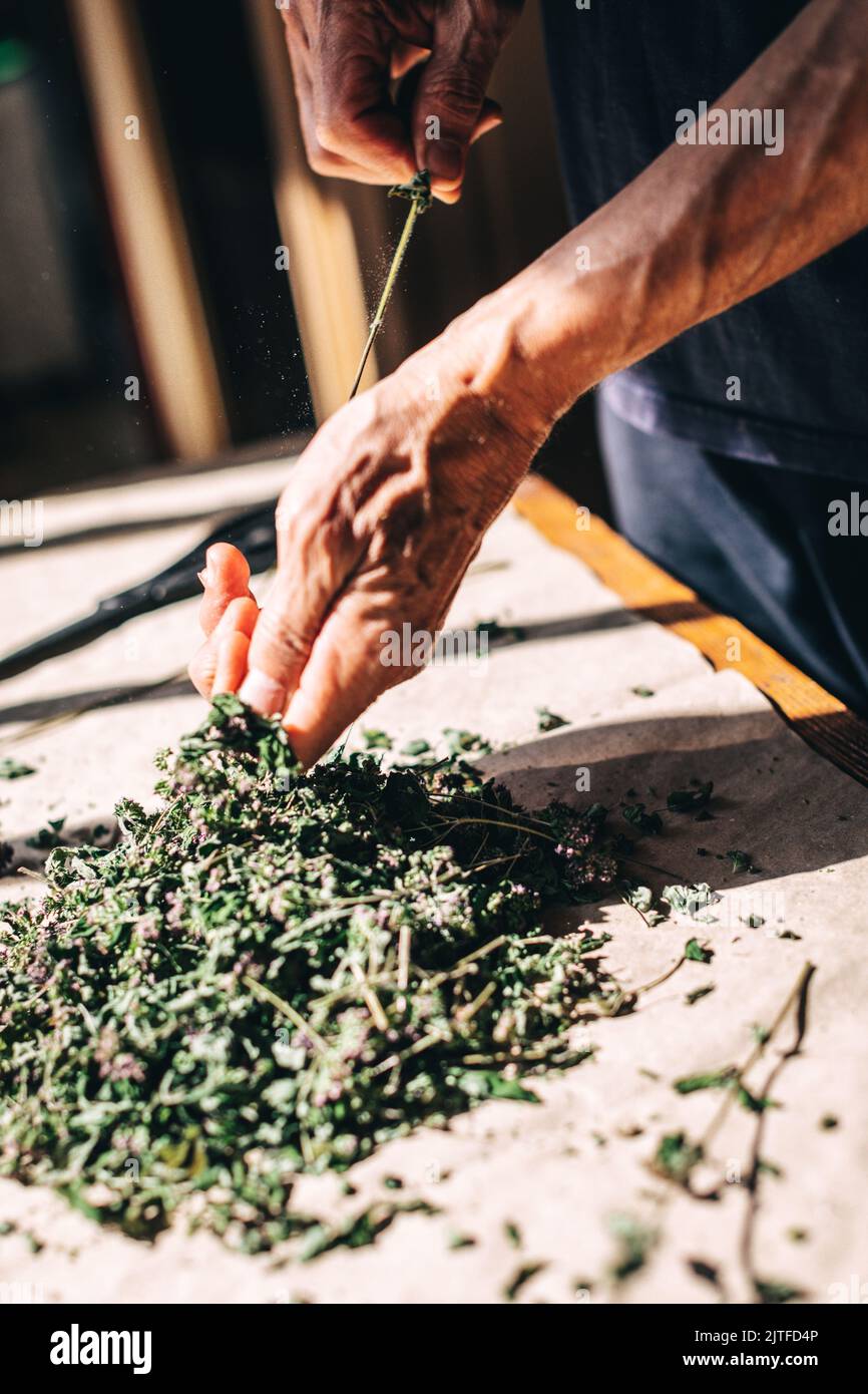 Kräutermedizin Zubereitung mit frisch getrockneten Kräutern und Blumen. Natürliche Zweige und Knospen Trennung für Aromatherapie organisches ätherisches Öl. Alter Mensch Stockfoto