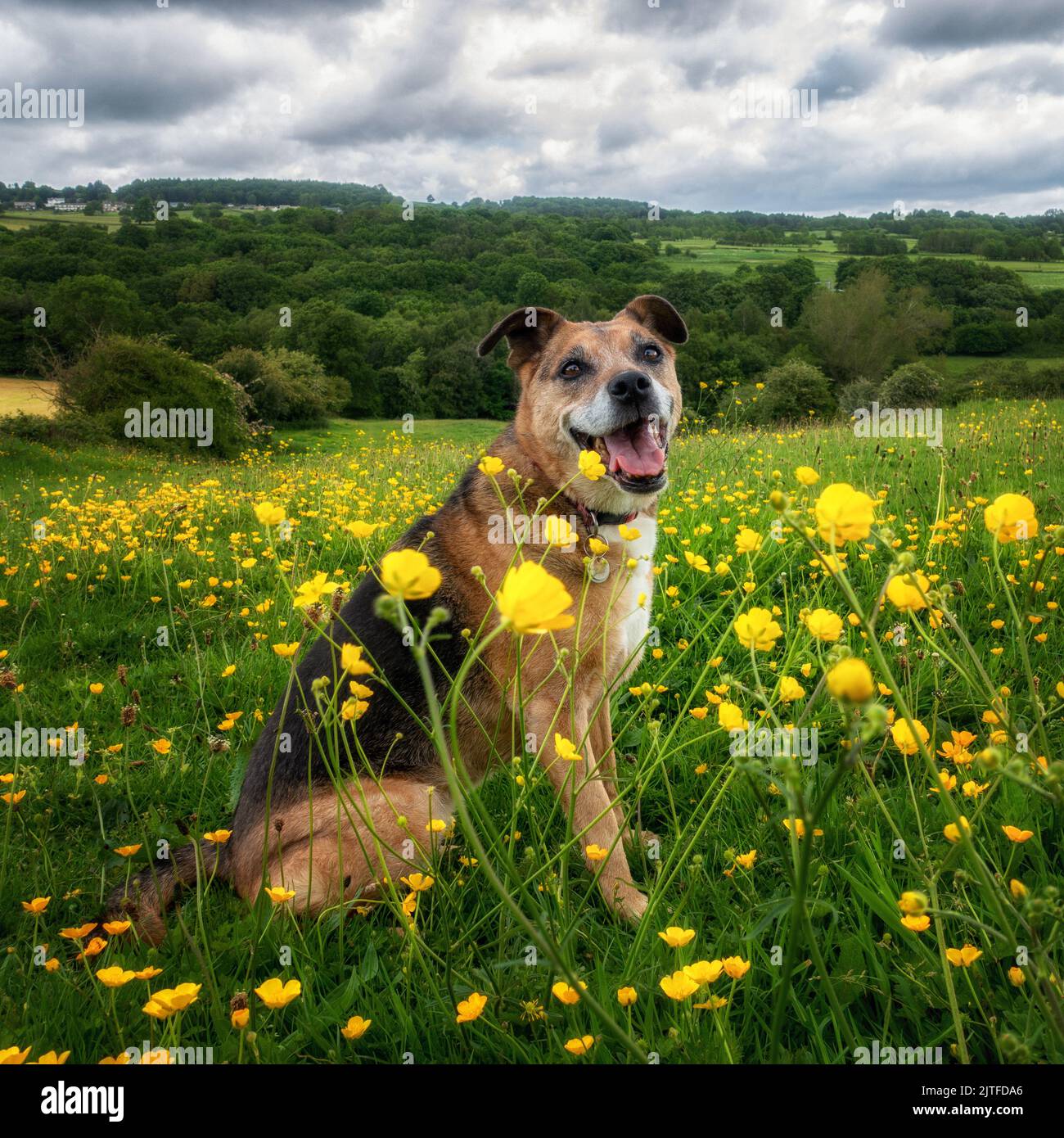 Älterer Hund, der in einem Feld von Hahnenmuscheln sitzt und glücklich aussieht, Yorkshire, England, Großbritannien Stockfoto