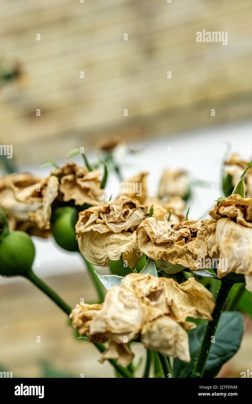 Dorking Surrey Hills, London, Großbritannien, August 20 2022, Tote Rosenblüten mit Samenpoden Stockfoto