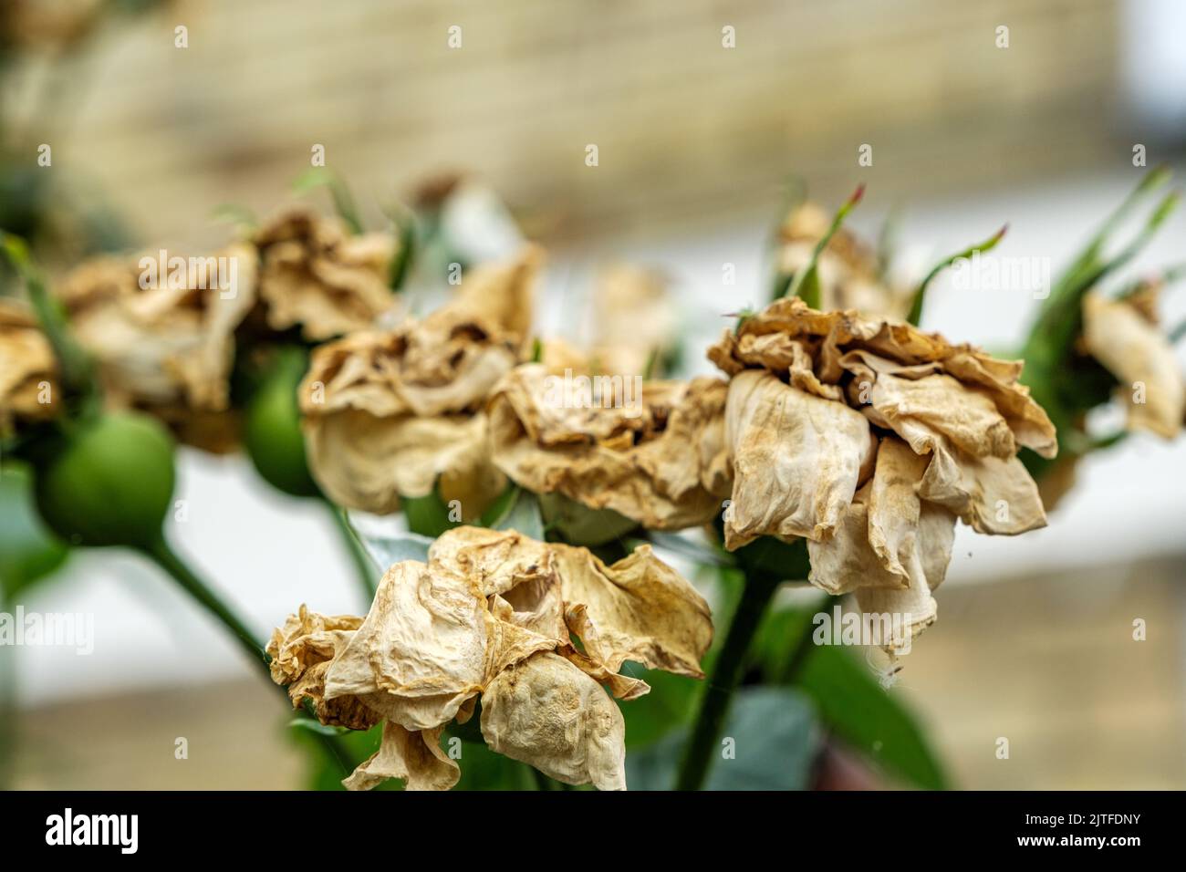 Dorking Surrey Hills, London, Großbritannien, August 20 2022, Tote Rosenblüten mit Samenpoden Stockfoto