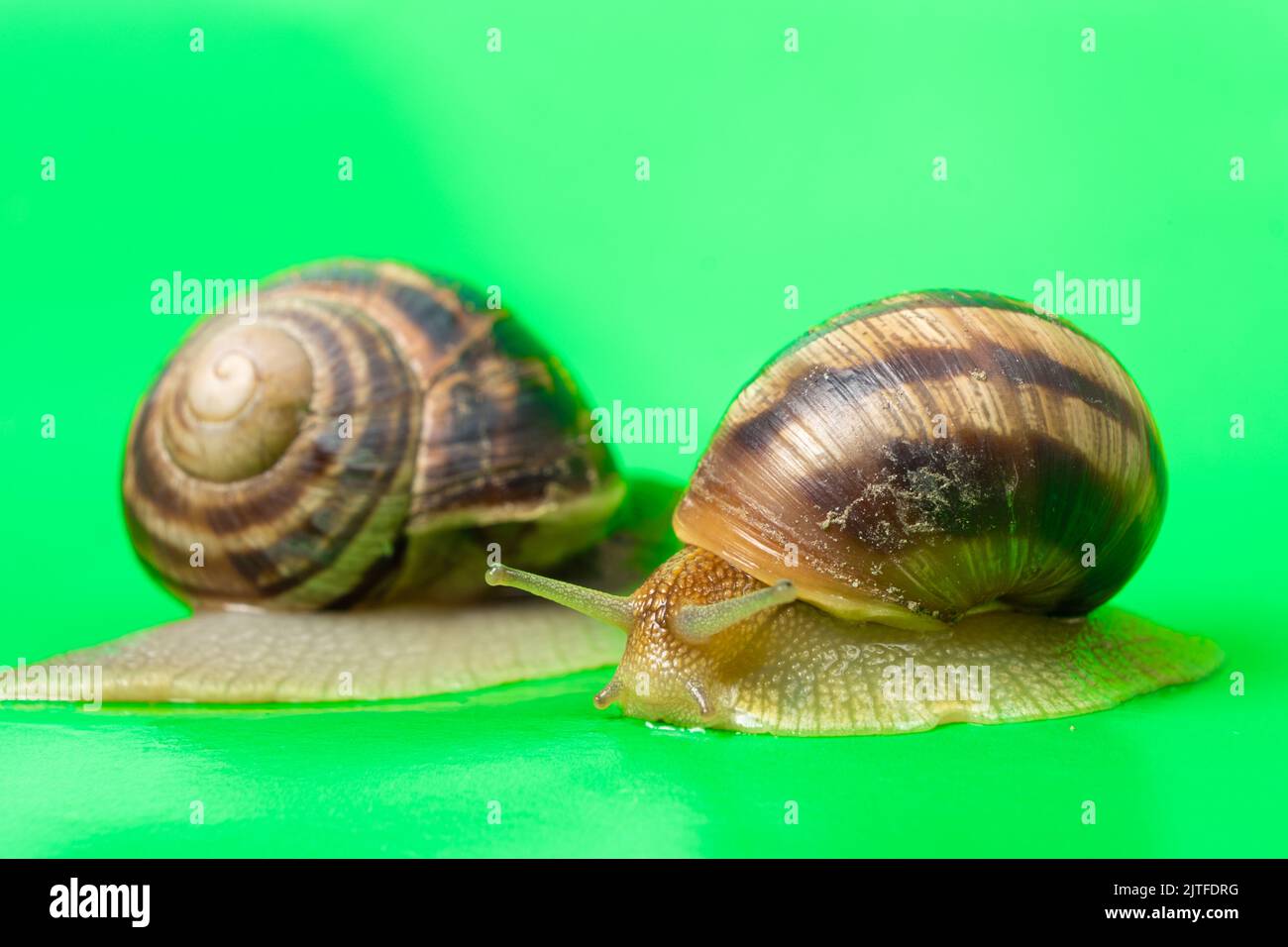 Zwei Helix-Pomatia-Schnecken krabbeln über den grünen Bildschirm der Chroma-Taste. Stockfoto