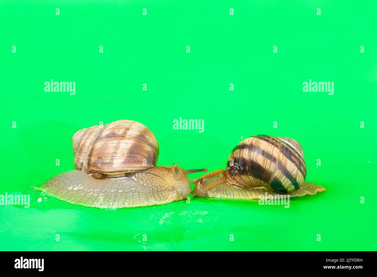Zwei Helix-Pomatia-Schnecken krabbeln über den grünen Bildschirm der Chroma-Taste. Stockfoto