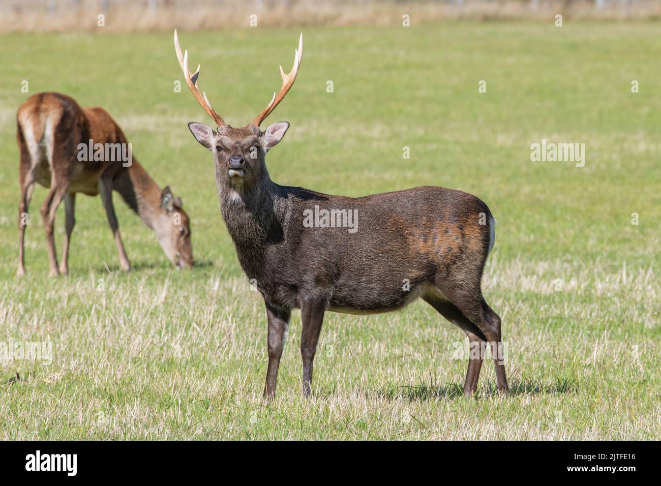 Rotwild, in der Nähe von Contin, Highland, Schottland, Großbritannien Stockfoto
