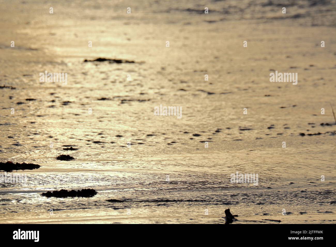 Sao Miguel dos Milagres Beach, Alagoas State, Brasilien - Sonnenaufgang am Pontal Beach Stockfoto