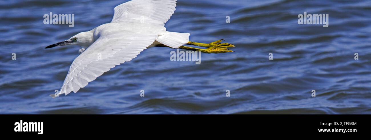 Im Sommer fliegen Silberreiher (Egretta garzetta) juvenil über das Wasser des Sees Stockfoto