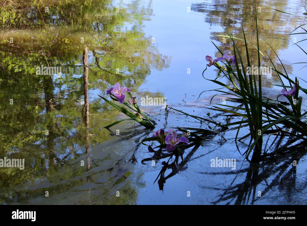 Verschiedene Szenen der Natur mit Fokus auf Pflanzen und Blumen. Stockfoto