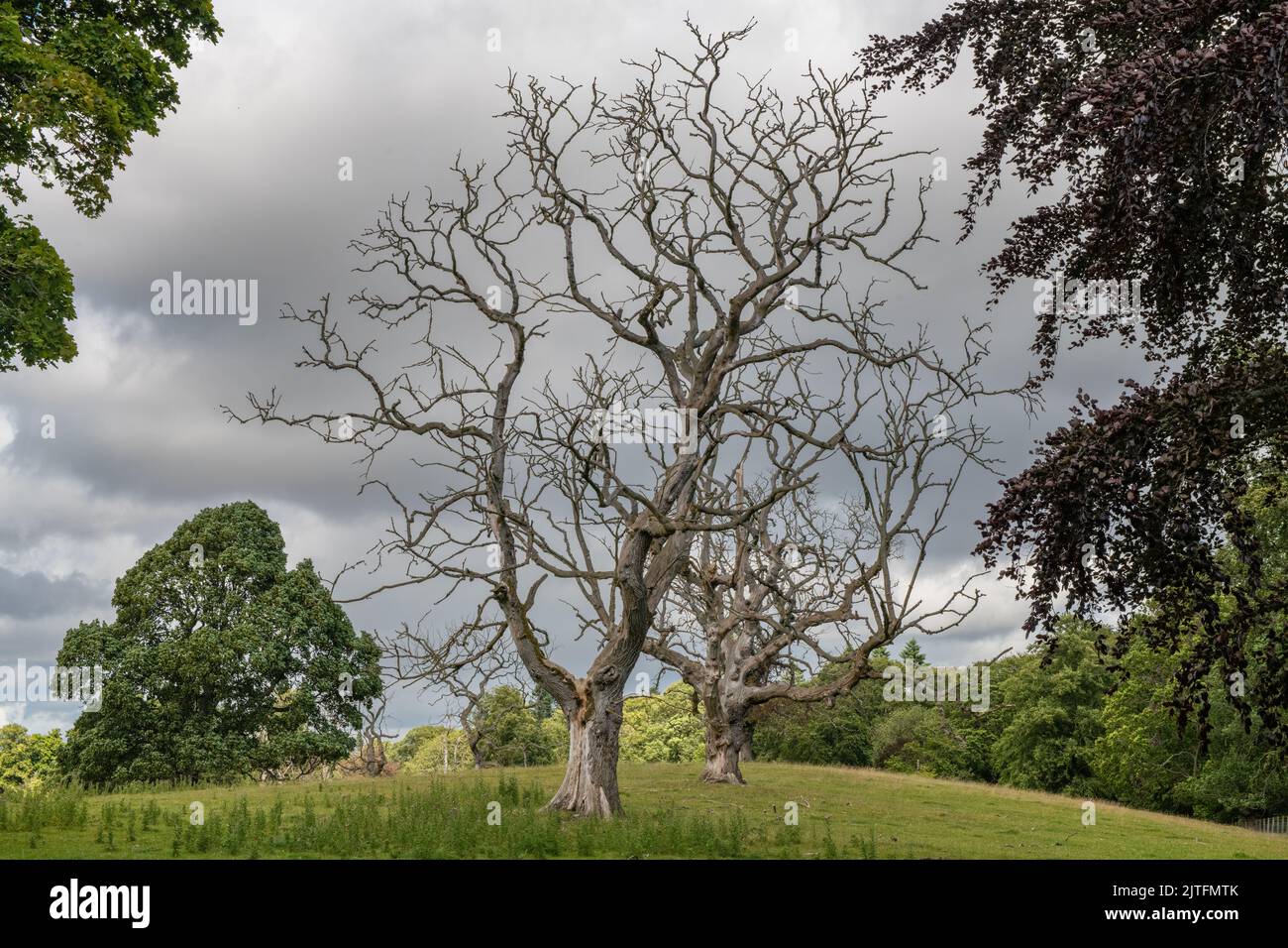 Tote Ulmen in der Landschaft, Fyvie Castle, Aberdeenshire, Schottland, Großbritannien Stockfoto