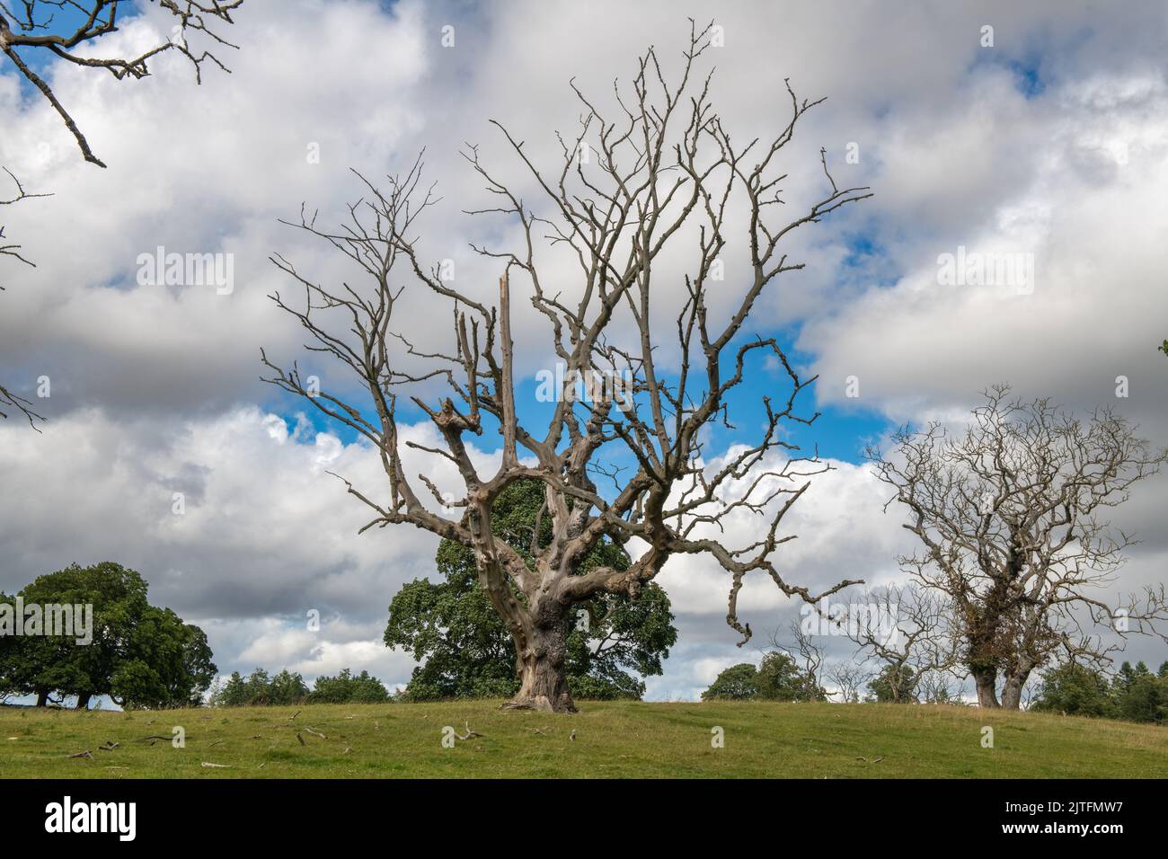 Tote Ulmen in der Landschaft, Fyvie Castle, Aberdeenshire, Schottland, Großbritannien Stockfoto