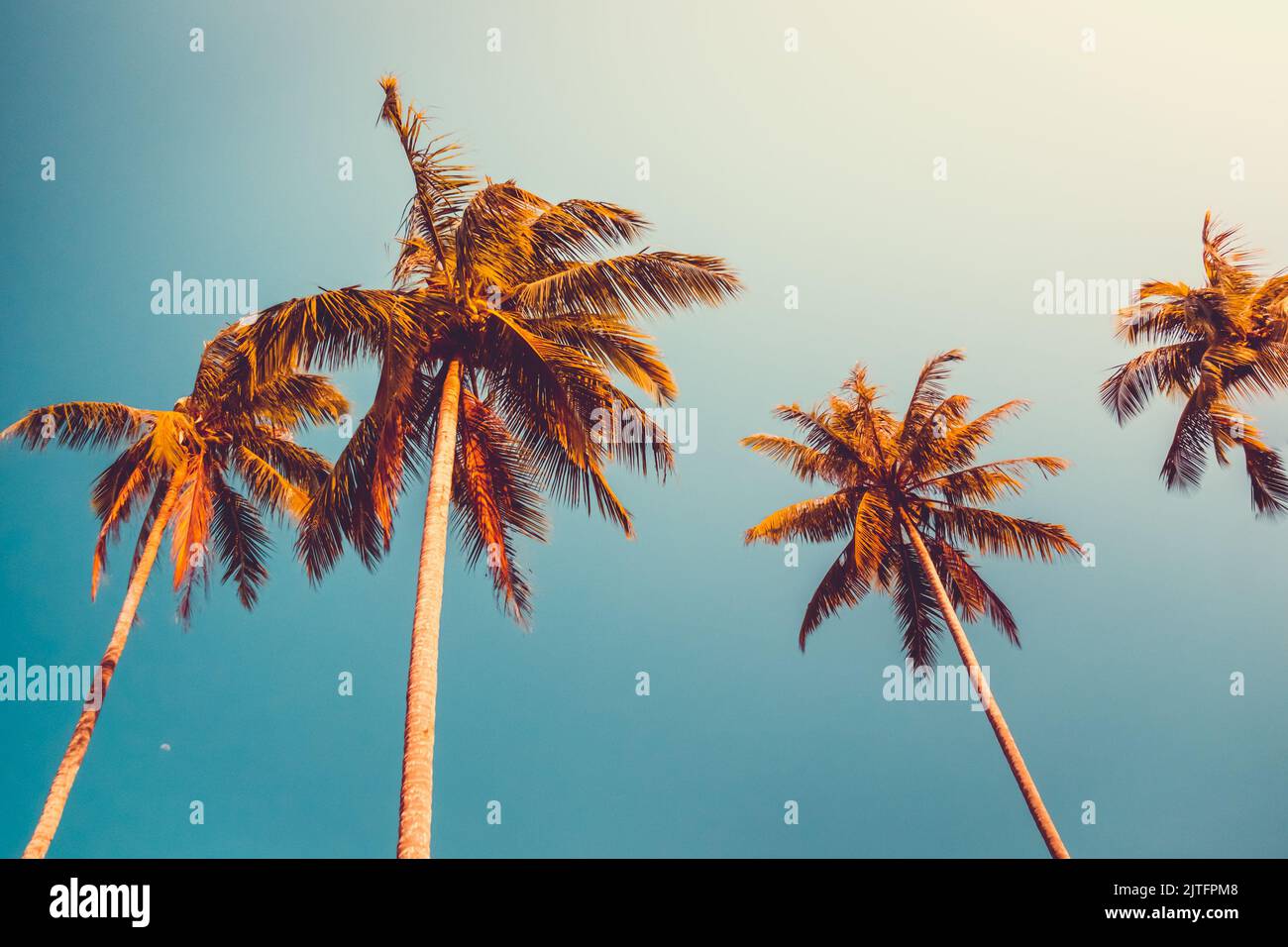 Orangefarbene Kokospalmen gegen den blauen Himmel bei Sonnenuntergang. Tropisches Paradies im Naturdesign. Vintage-Tonfilter. Urlaubskonzept. Hintergrund des Banners Stockfoto