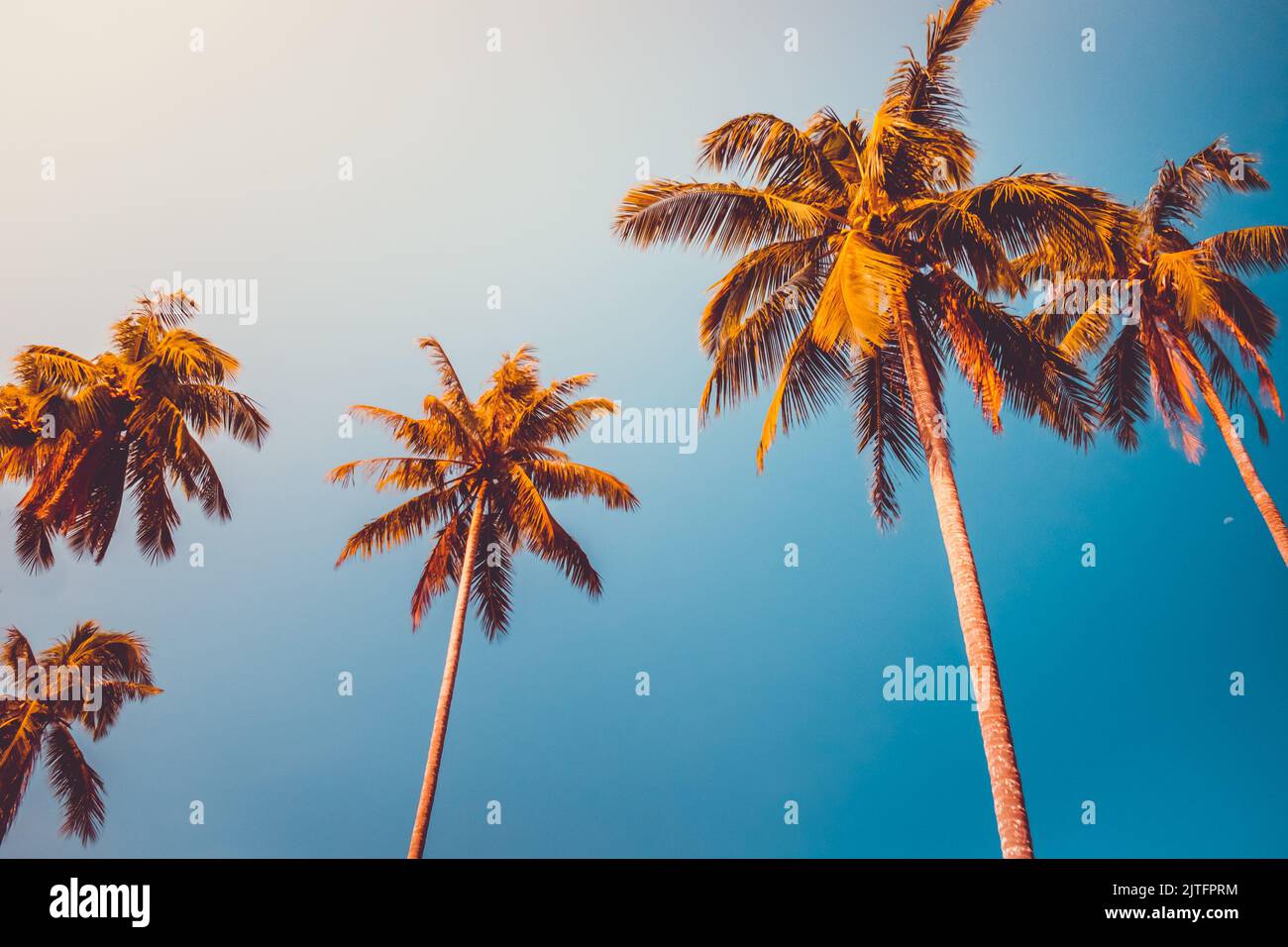 Kokospalmen orange Krone gegen blauen Himmel. Tropisches Paradies Natur Hintergrund. Urlaubskonzept, Reisedesign Stockfoto