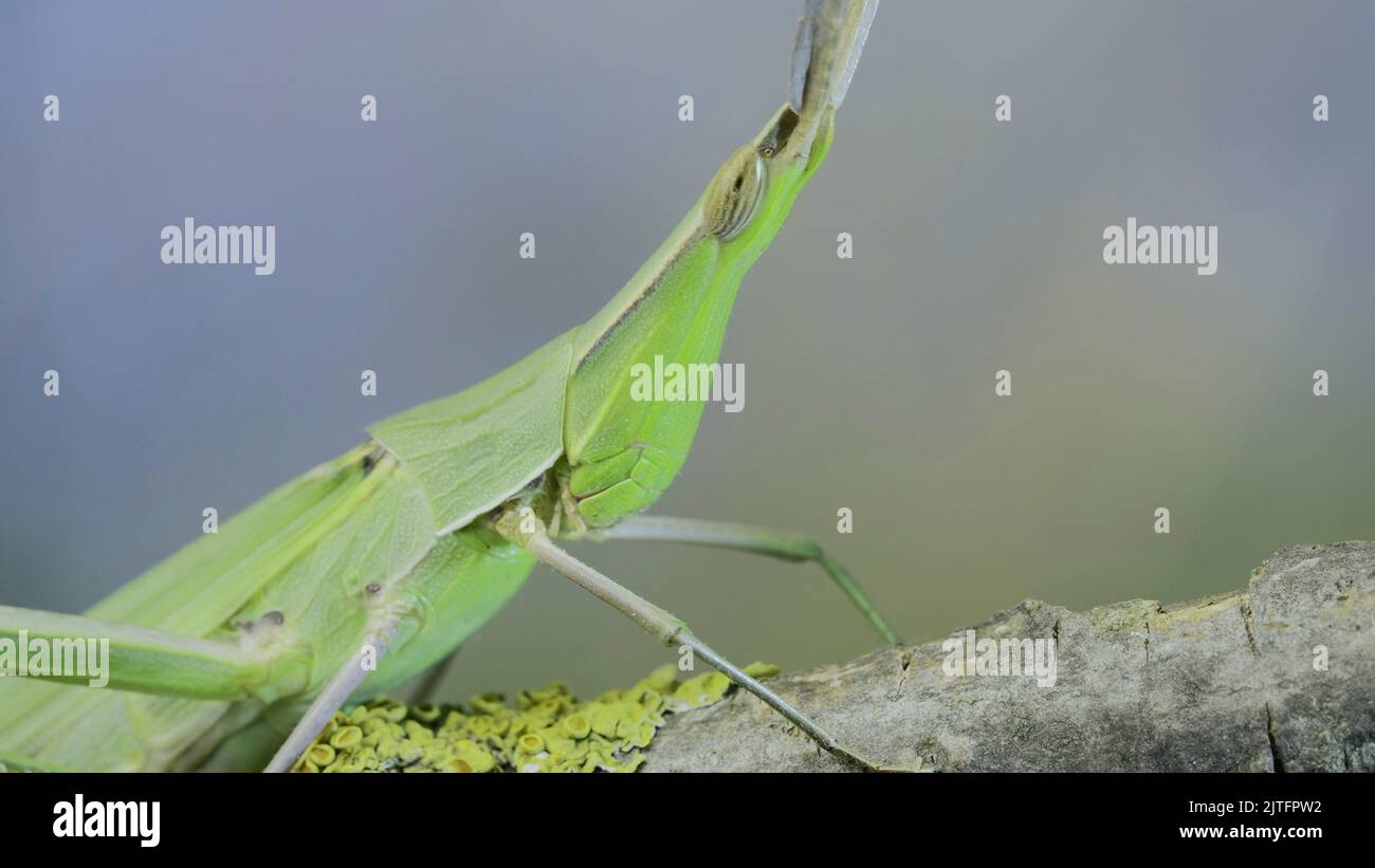 Nahaufnahme des riesigen grünen, schräg gesichtigen Heuschreckeners Acrida sitzt auf einem Baumzweig auf blauem Himmel Hintergrund. Makroaufnahme Stockfoto