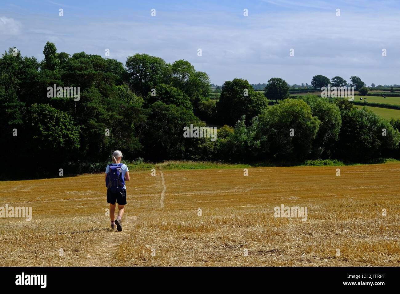 Lady, die auf einem klaren Fußweg durch Maisstoppeln in den Mendip Hills in der Nähe von Chew Magna, Somerset, geht. Stockfoto