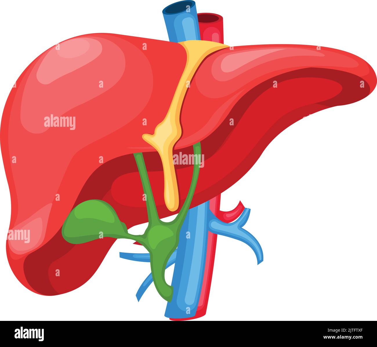 Eine Illustration eines inneren Organs der menschlichen Leber Stock Vektor