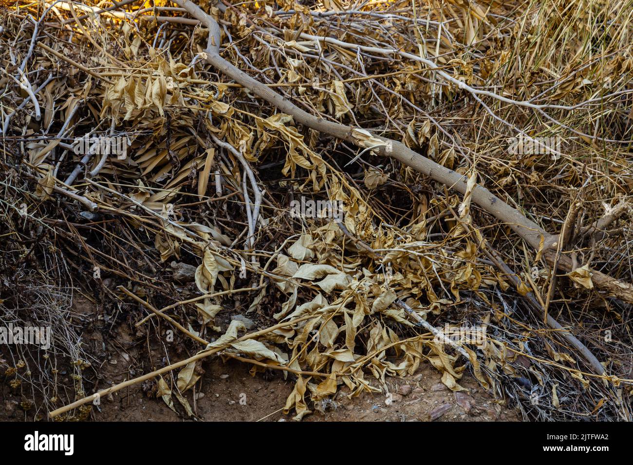 Hintergrund mit getrockneten Blättern und Ästen. Gartenbeschneidung Stockfoto