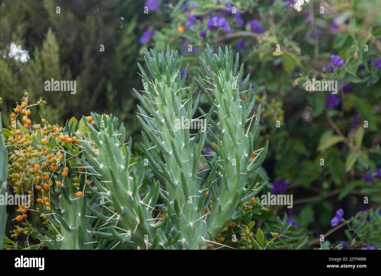 Austrocylindropuntia subulata oder Eve-Nadelkaktus im Grünen im Garten. Selektiver Fokus und Nahaufnahme. Stockfoto