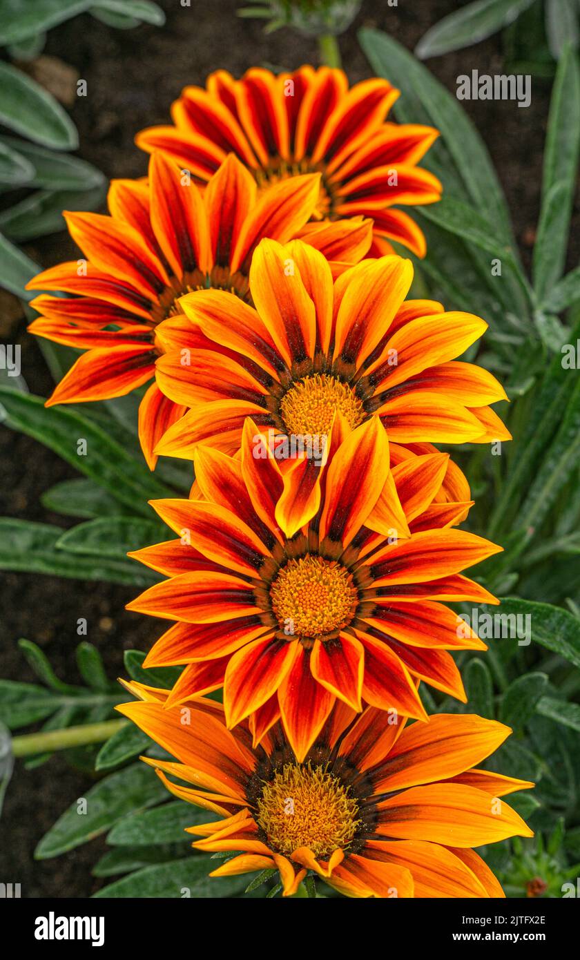 Orangefarbene Gazania blüht in einem Blumenbeet in einem Stadtpark. Stockfoto