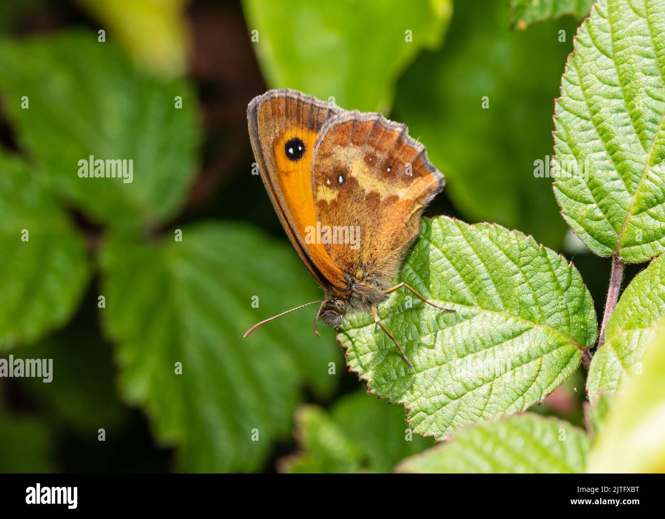Die Unterseite eines Torwarts oder eines heckenbraunen Schmetterlings. Pyronia tithonus, auf Brambleeblättern thront. Stockfoto