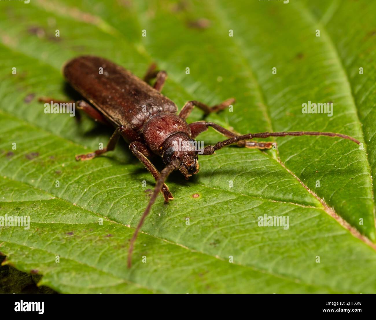 Ein Dusky Long Horn Käfer, Arhopalus rusticus, der auf einem Blatt ruht. Stockfoto