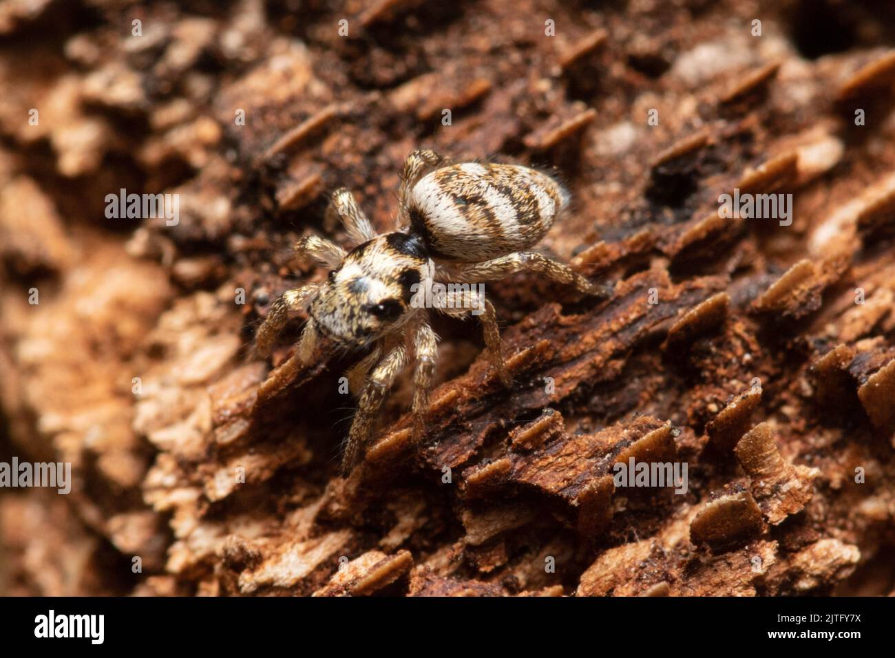 Eine Zebra springende Spinne, Salticus scenicus, steht auf einem faulen Baumstamm. Stockfoto