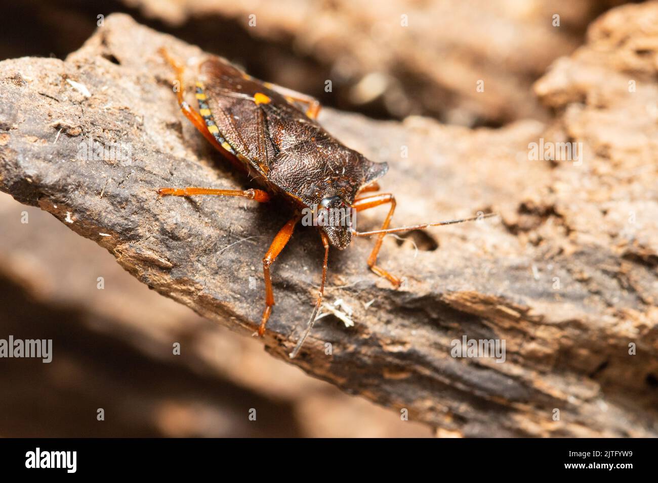 Ein Waldkäfer, auch bekannt als rotbeiniger Schildkäfer, Pentatoma rufipes, thront auf einem faulen Baumstamm. Stockfoto