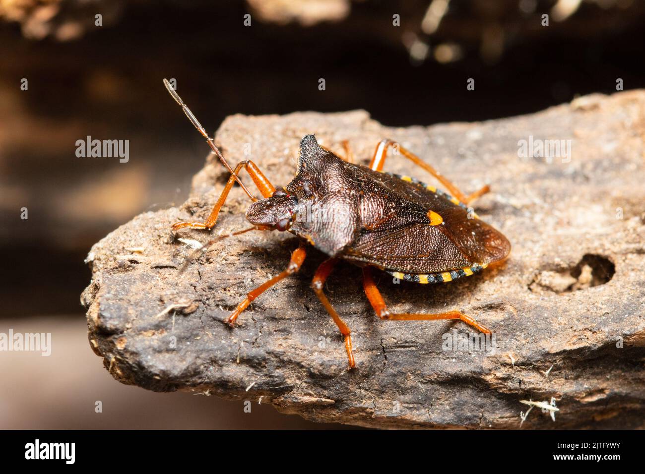 Ein Waldkäfer, auch bekannt als rotbeiniger Schildkäfer, Pentatoma rufipes, thront auf einem faulen Baumstamm. Stockfoto