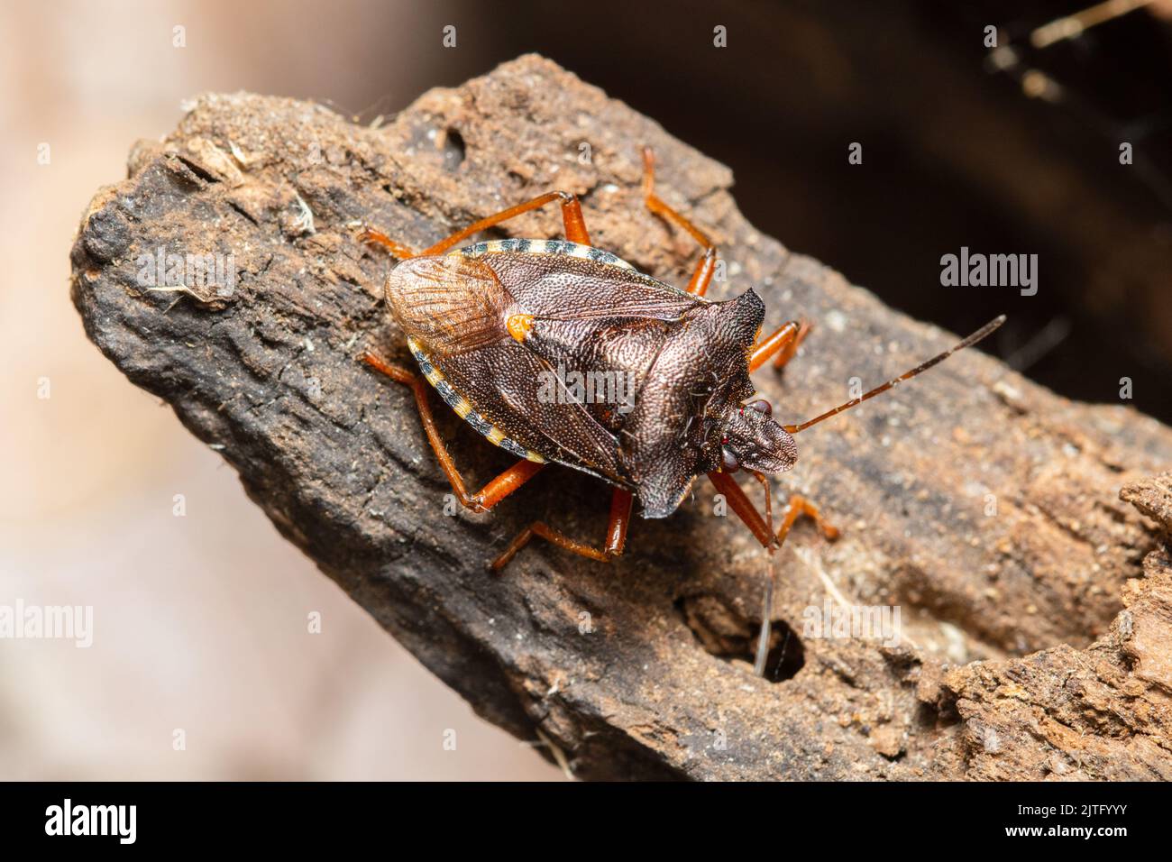 Ein Waldkäfer, auch bekannt als rotbeiniger Schildkäfer, Pentatoma rufipes, thront auf einem faulen Baumstamm. Stockfoto