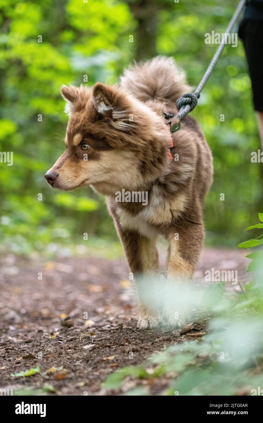 Porträt eines jungen finnischen Lapphunds und Welpen, der im Wald oder Wald spaziert Stockfoto