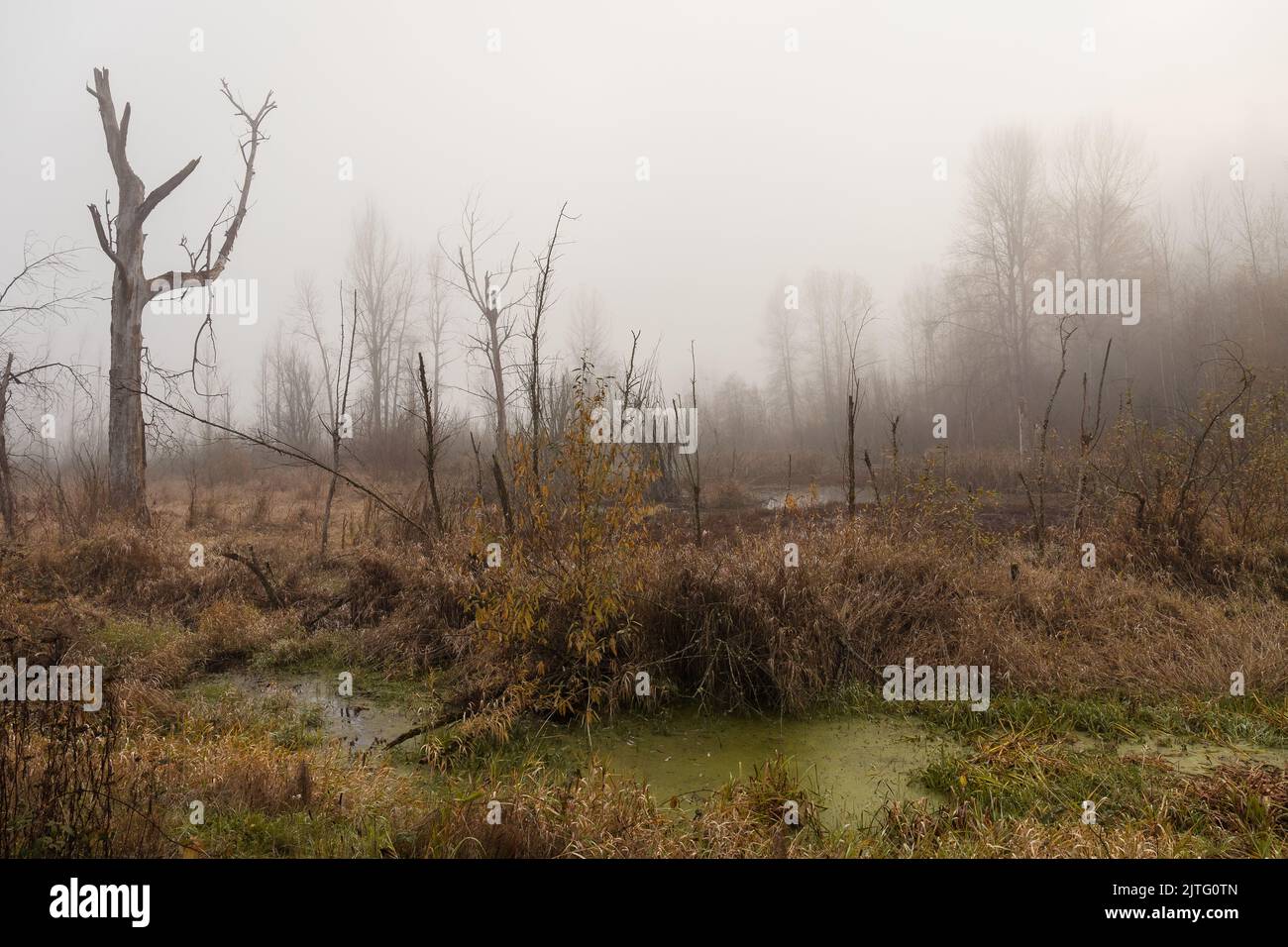Baumsilhouetten und Gras im Umweltpark Feuchtgebiet mit Nebel im Herbst Stockfoto