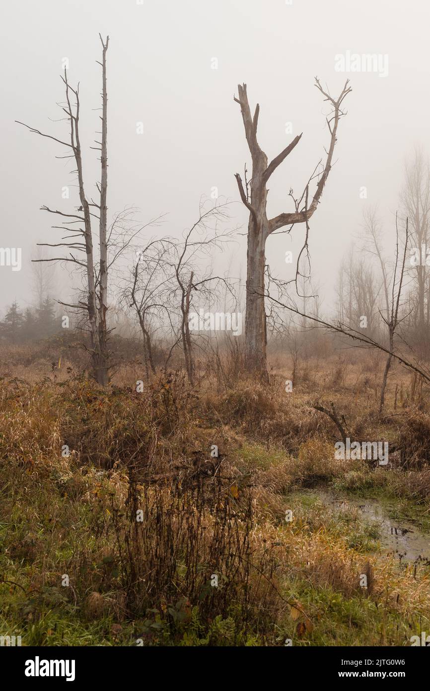 Umweltpark Feuchtgebiet mit Baumsilhouetten im Nebel im Herbst Stockfoto