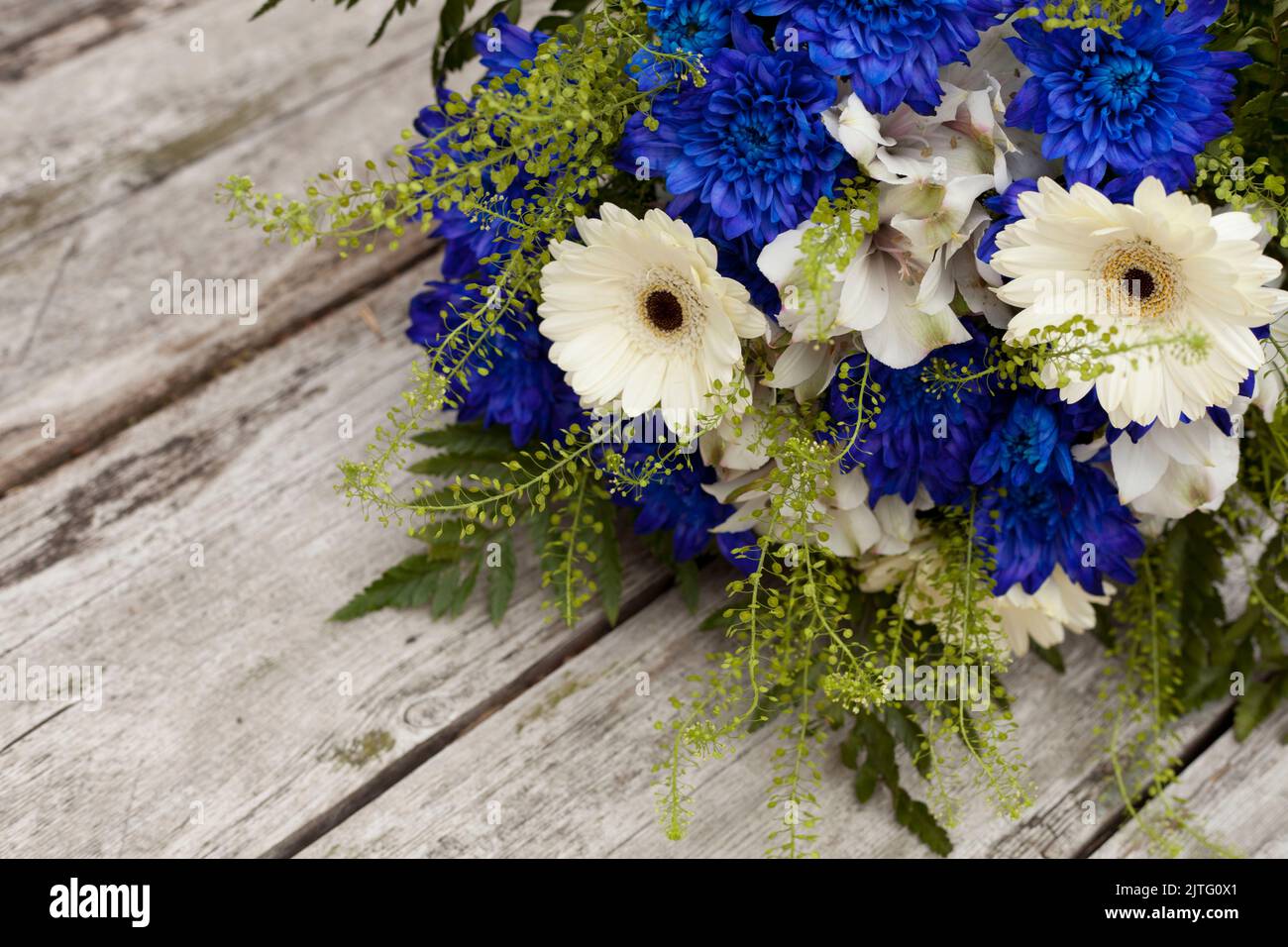 Blauer und weißer Blumenstrauß mit Chrysantheme. estnische Flaggen-Farben - Symbol der Freiheit Stockfoto